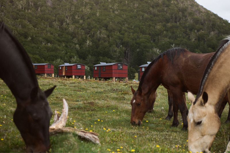 Horses grazing in front of traditional houses in Tierra del Fuego, Patagonia