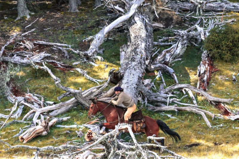 Horse rider jumping over fallen logs in Tierra del Fuego, Patagonia