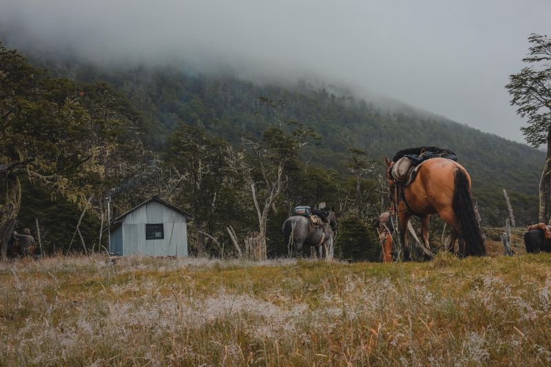 Horse in front of a small house in Tierra del Fuego, Patagonia
