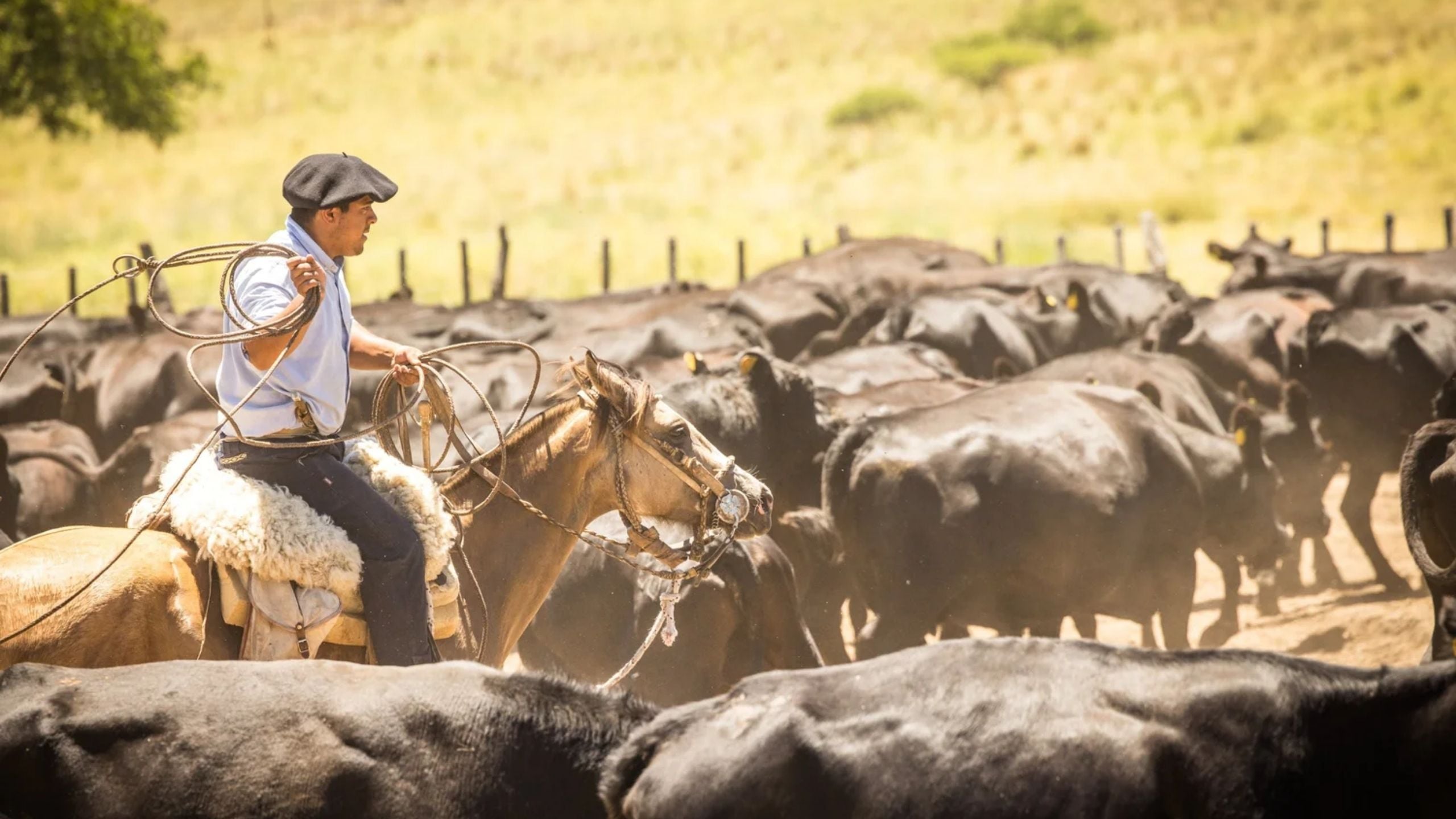 cattle wrangling in Argentina on horseback